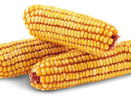 ear corn